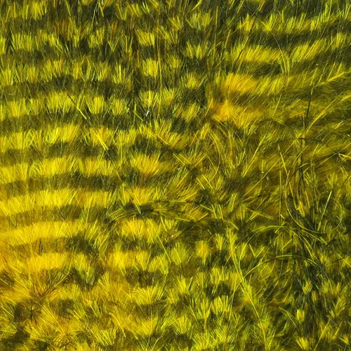 Fine Black Barred Marabou