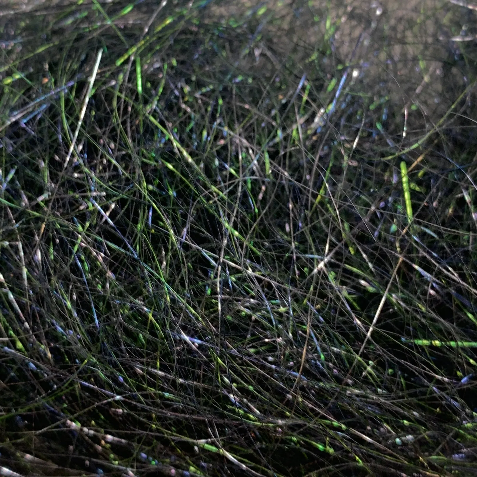 Ice Wing Fiber