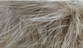 Whiting Mini Bird Fur
