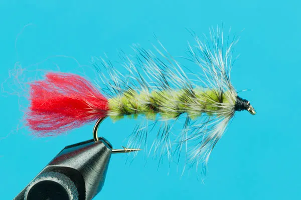 Woolly Worm