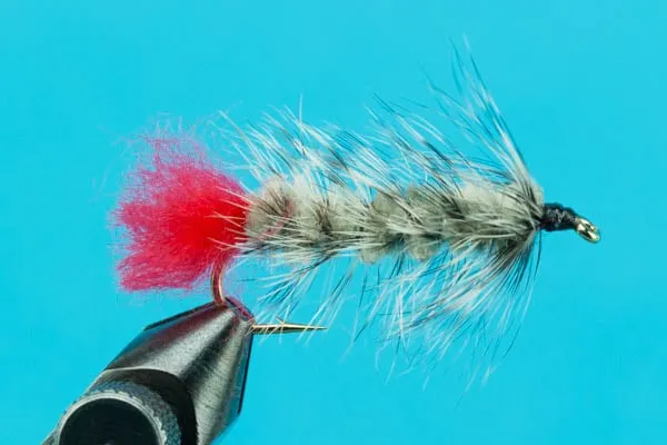 Woolly Worm